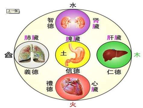 五腑|五脏六腑（人体器官）